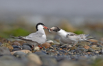 Common Tern - Sterna hirundo
