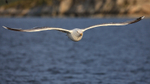 Herring Gull (adult) following boat, Flatanger, Norway