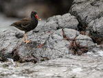Blackish Oystercatcher (juvenile) with limpet, Chanaral Island, Chile