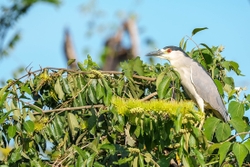 Black crowned night heron 1
