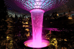 Rain Vortex illuminated pink, Jewel Changi Airport, Singapore