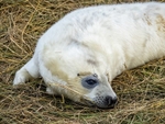 Atlantic Grey Seal