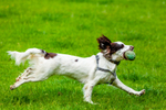 Springer spaniel-IMG_7604