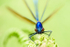 Male Beautifull Demoiselle