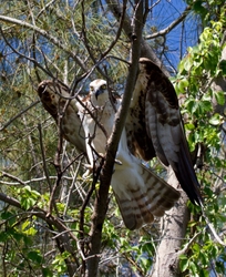 Osprey_0011