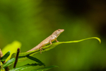 Brown anole Anolis sagrei 0666