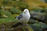 Kittiwake