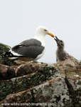 SBG032: Gull & Chick