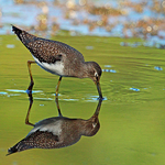Solitary Sandpiper - 1