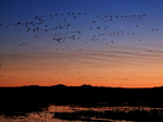 Dawn flight of Snow Geese, Bosque del Apache, New Mexico