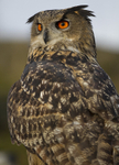 EAGLE OWL 7