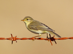 Willow Warbler - Phylloscopus trochilus