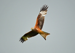 Red Kite