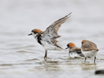Two-banded Plover flapping wings, Sea Lion Island, Falklands