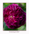 Rosa 'Erinnerung an Brod' 1