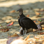 Black Vulture, Corcovado National Park, Costa Rica
