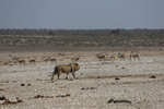 Lion on the Prowl