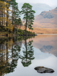 Blea Tarn Pine