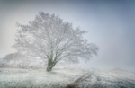 z3717 Mists and Rime, Ventnor Down