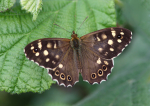 Speckled Wood