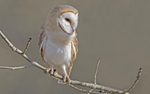 Barn Owl