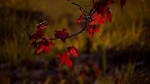 A Touch Of Red