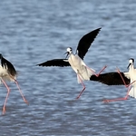 Black-winged Stilt (Himantopus himantopus)
