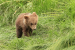 Brown Bear cub, Lake Clark National Park, Alaska