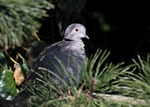 Collared Dove - Streptopelia decaocto