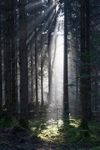 Illuminated Spruce