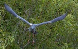 Yellow Crowned Night Heron _0003