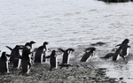 Adelie Penguins