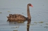 Black Swan