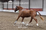 BPP_2561