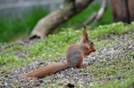Red Squirrel