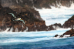 Waved Albatross flying, Espanola, Galapagos
