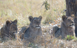 Three lions in a shadow of a tree
