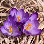 Neapolitan  Crocus (Crocus neapolitanus) formerly Crocus vernus
