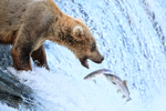 Brown Bear and two jumping salmon, Brooks Falls, Alaska