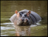 Hippo