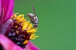 Fly and Flower Macro