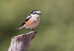 Masked Shrike