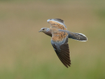 Turtle Dove in flight, Otmoor RSPB