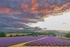 UK_2024_Eynsford_22