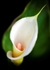 Lily Marsh Mellow