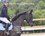 26TH JULY 2025 -  Senior British Show Jumping Cat 1 & 2 - MUIRMILL EC portfolio