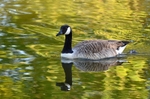 Canada Goose