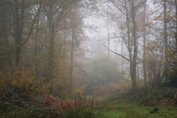 Towards Larch corner