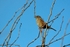 Dunnock