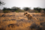 Lioness Shaba